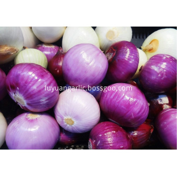 High Quality Fresh New Crop Red Onion